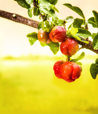 櫻桃小櫻桃果圖片