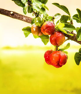 樱桃小樱桃果图片