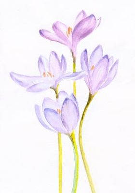 一束紫色的番红花的水彩画作
