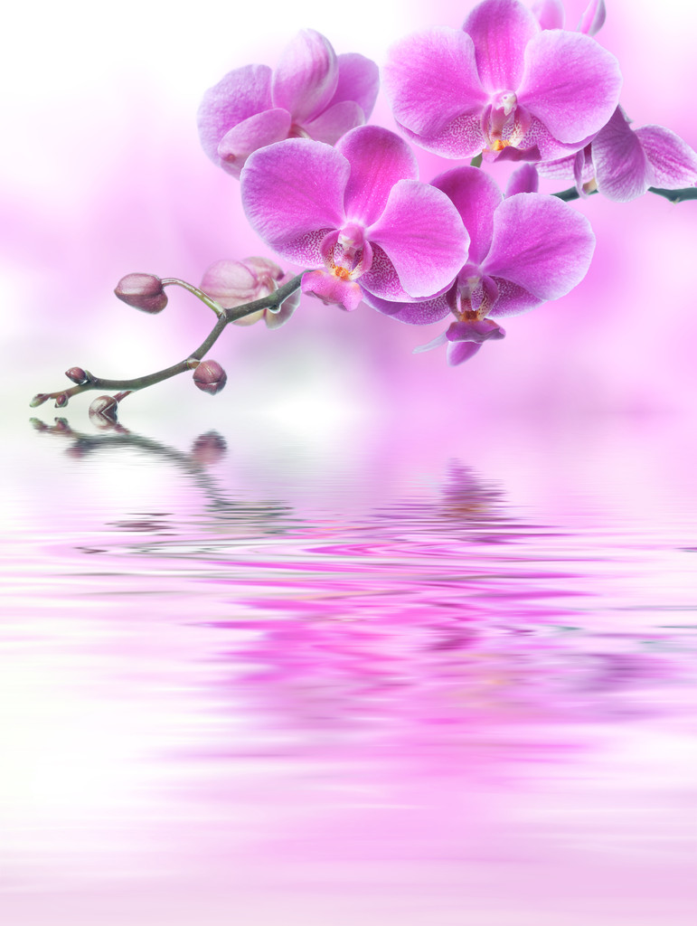 反映在水中的美丽紫色兰花花照片