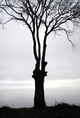 孤獨(dú)的樹，在冬季有霧的早晨