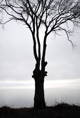 孤独的树，在冬季有雾的早晨