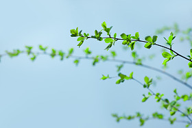 绿枝照片