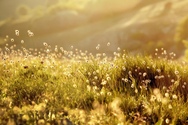 綠色草地上的光圖片