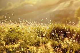 绿色草地上的光图片