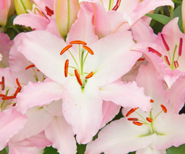 粉色百合鮮花圖片