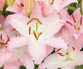 粉色百合鲜花图片