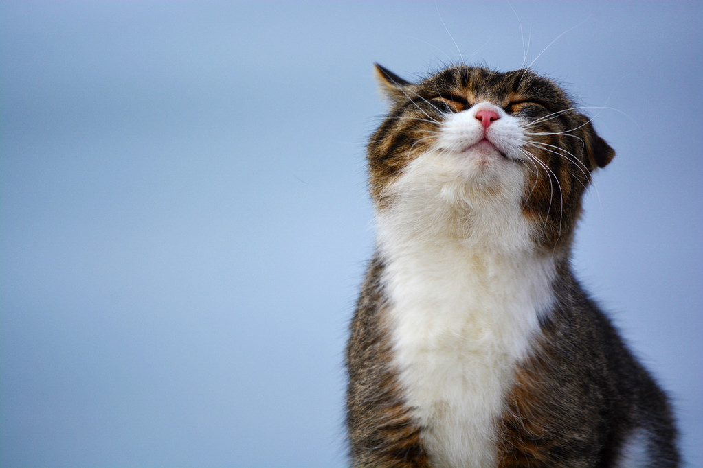 微笑的猫猫图片