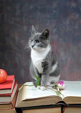 猫对书籍和鲜花摆出的姿势照片