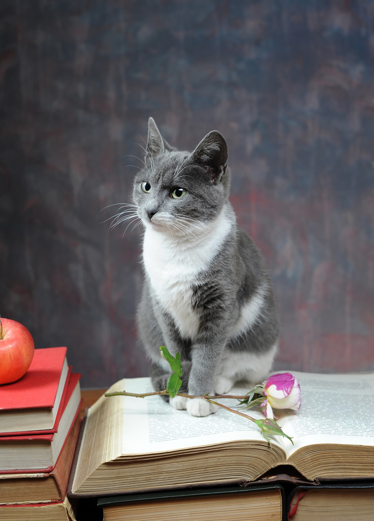 猫对书籍和鲜花摆出的姿势照片