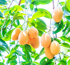 Mayongchid Maprang 玛丽安李子