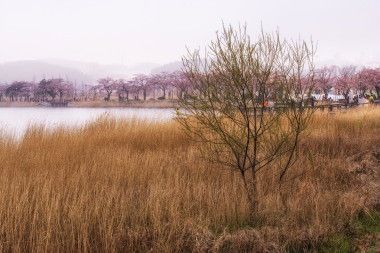 櫻花和蘆葦圖片