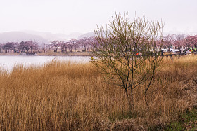 樱花和芦苇图片