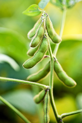 大豆植株关闭在字段图片