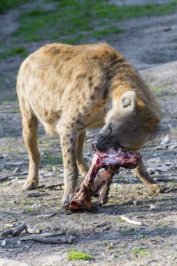 斑點(diǎn)鬣狗 (Crocuta crocuta)