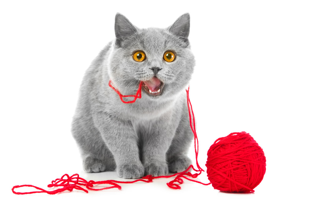 英国蓝猫嚼红球的线程图片 英国蓝猫嚼红球的线程图片