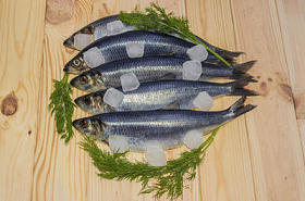 加冰块的大西洋鲱