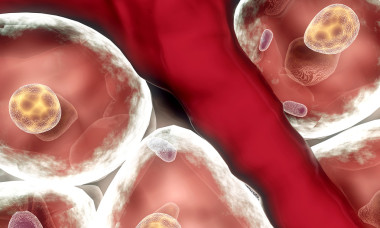 細(xì)胞、 靜脈照片