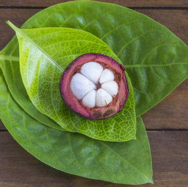 單山竺提取物和新鮮的綠葉