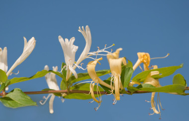 金銀花，金銀花、 嬌嫩的花朵藤對(duì)藍(lán)藍(lán)的天空上