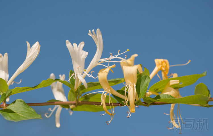 金銀花，金銀花、 嬌嫩的花朵藤對(duì)藍(lán)藍(lán)的天空上