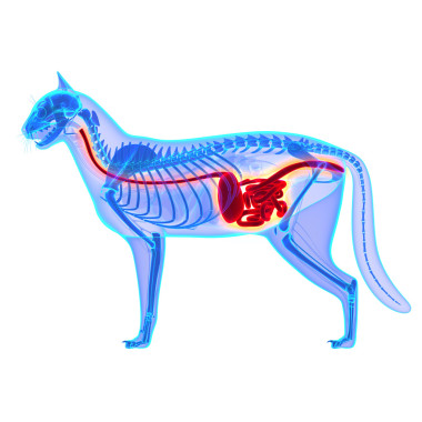 消化系統(tǒng)貓貓家貓解剖學上白色孤立