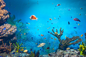 首尔 Coex 水族馆
