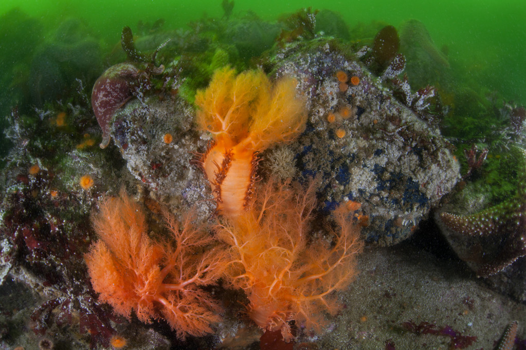 橙色的海参图片 橙色的海参图片