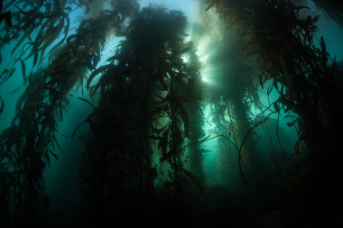 通過(guò)大海帶森林陽(yáng)光過(guò)濾器