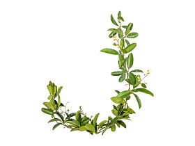 孤立的字母表爬虫花图片