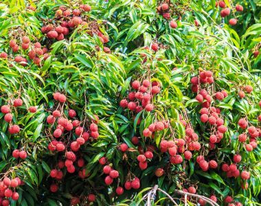 成熟的荔枝果實圖片