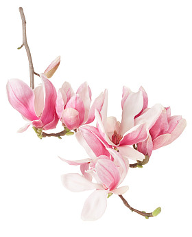 玉兰花春天枝头花粉红花蕾洁白