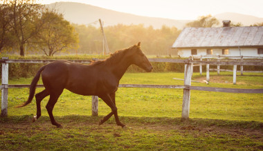 在一個穩(wěn)定的運行，并在日落時分蘊馬