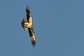 引导的鹰 (天鹰座 pennata)