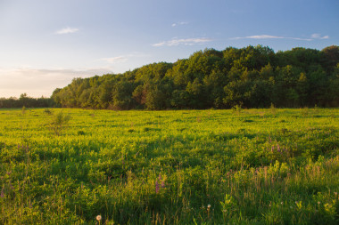 夏天田野草地上的陽光圖片