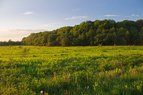 夏天田野草地上的阳光图片