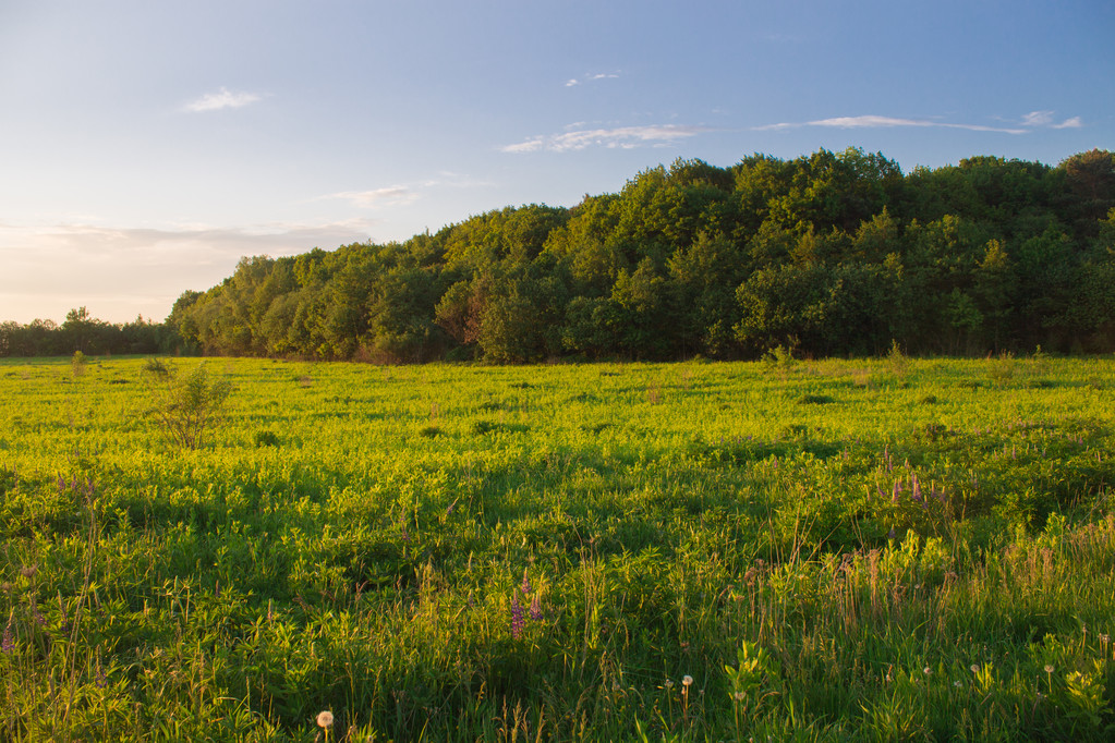 夏天田野草地上的阳光图片 夏天田野草地上的阳光图片