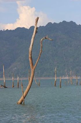 在一个平静的湖面上孤独死树图片