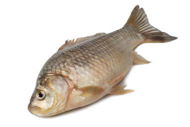 新鮮的淡水魚鯽照片