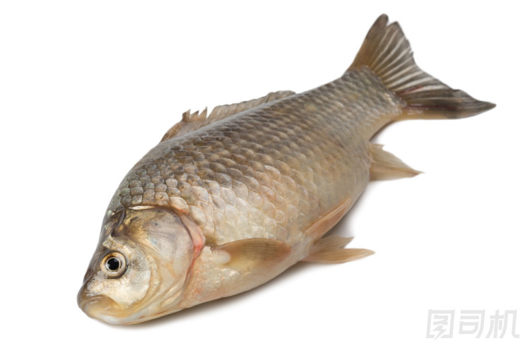 新鮮的淡水魚鯽照片
