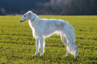 猎狼犬俄罗斯白狗