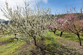 盛开的樱花树图片