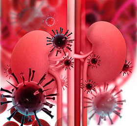 肾脏感染，病毒与人类肾图片