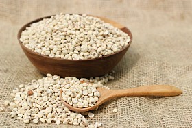 干的苡种子图片