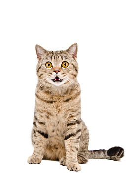 美丽的猫苏格兰直的肖像图片