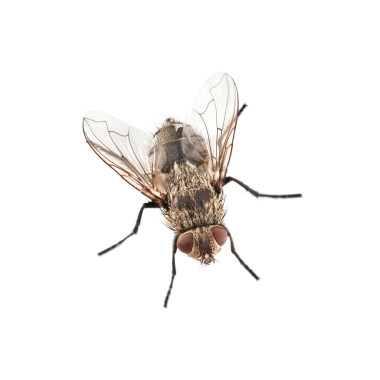 飛上孤立的白色背景