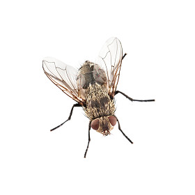 飞上孤立的白色背景