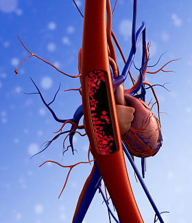 人体心血管系统