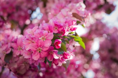 天堂的蘋果樹的花朵照片