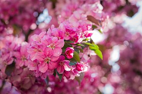 天堂的苹果树的花朵照片